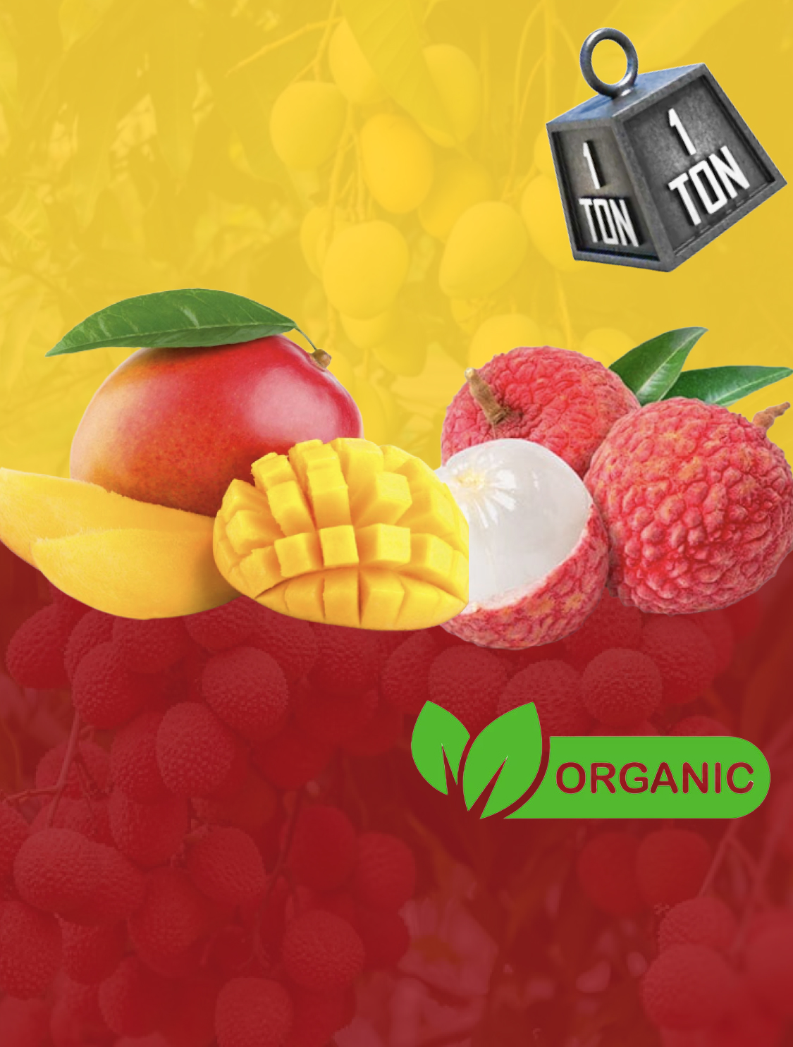 Sustainable Fresh fruits and vegetables of Fresh Field Export
